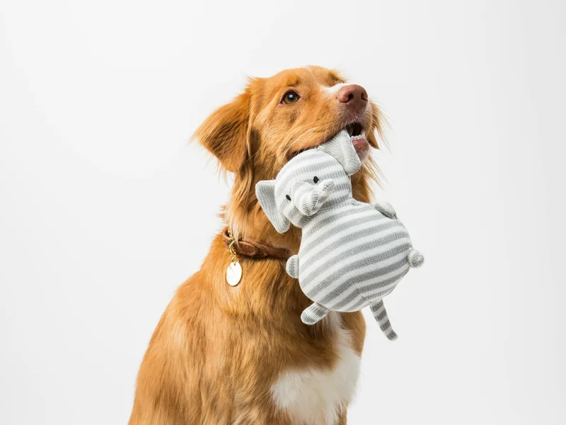 Golden retriever holding a soft striped toy.
