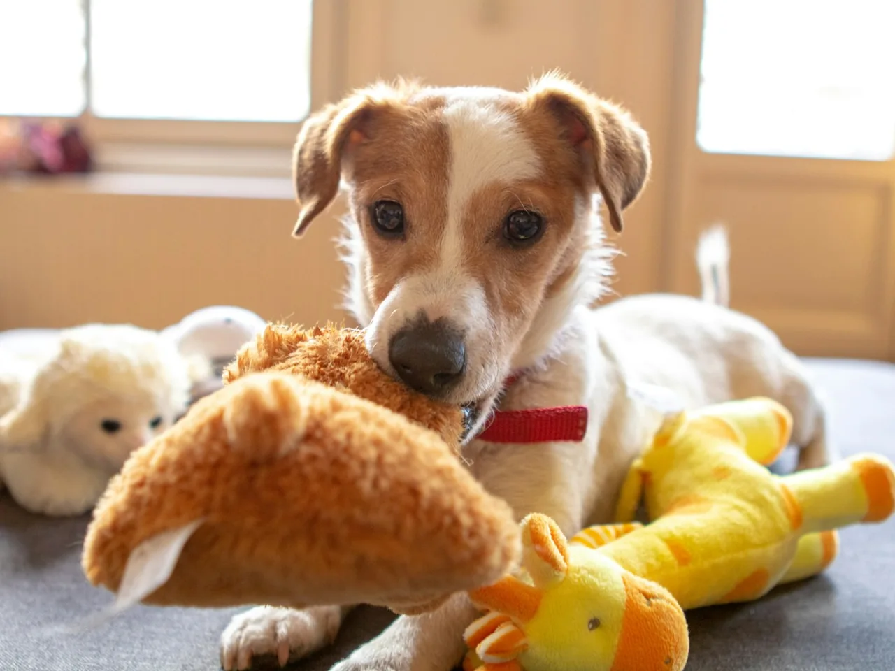 Brown dog resting beside several soft toys.