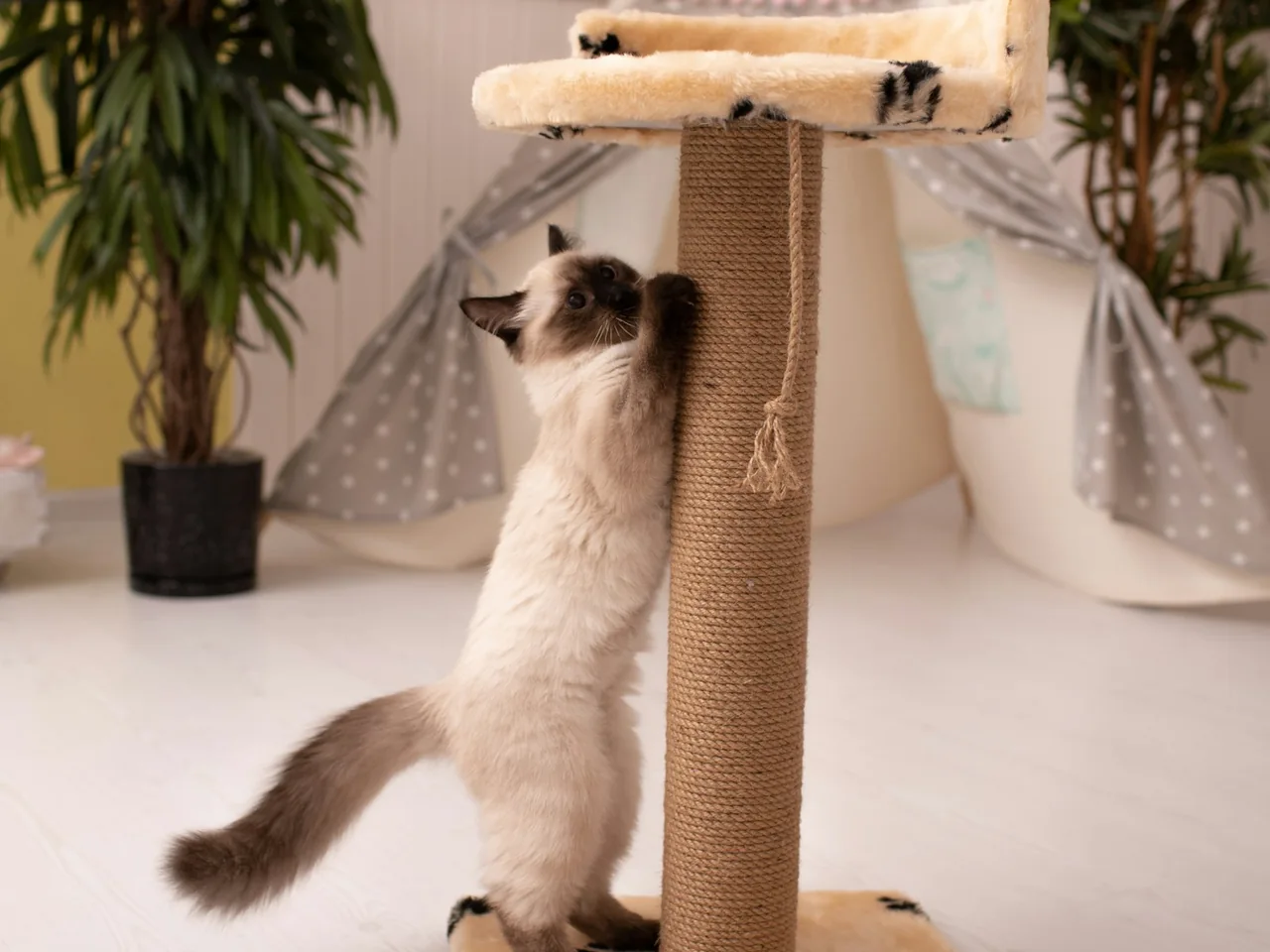 a cat playing with a scratching post in a room
