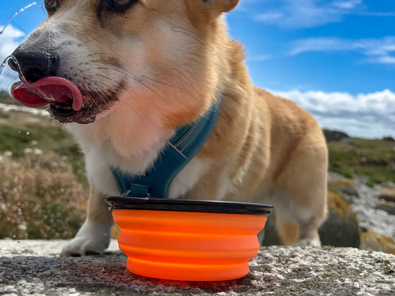 Corgi drinking water from an orange bowl outdoors