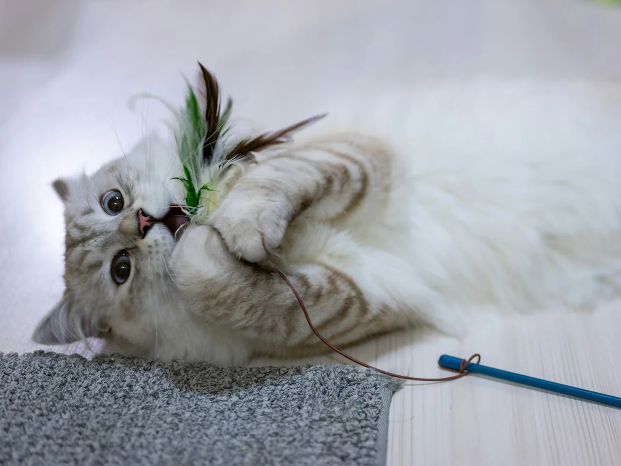 Light-coloured cat playing with a feather wand on a carpet.